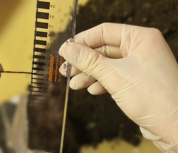 Tree root analysis Tree root analysis