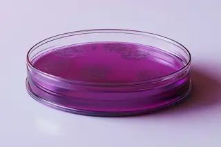 Faecal Streptococci Faecal Streptococci
